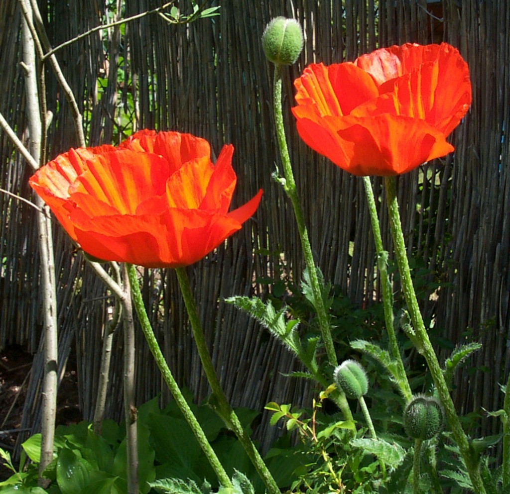 Mohn vor Bastzaun Postkarte