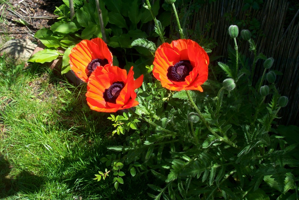 Mohn