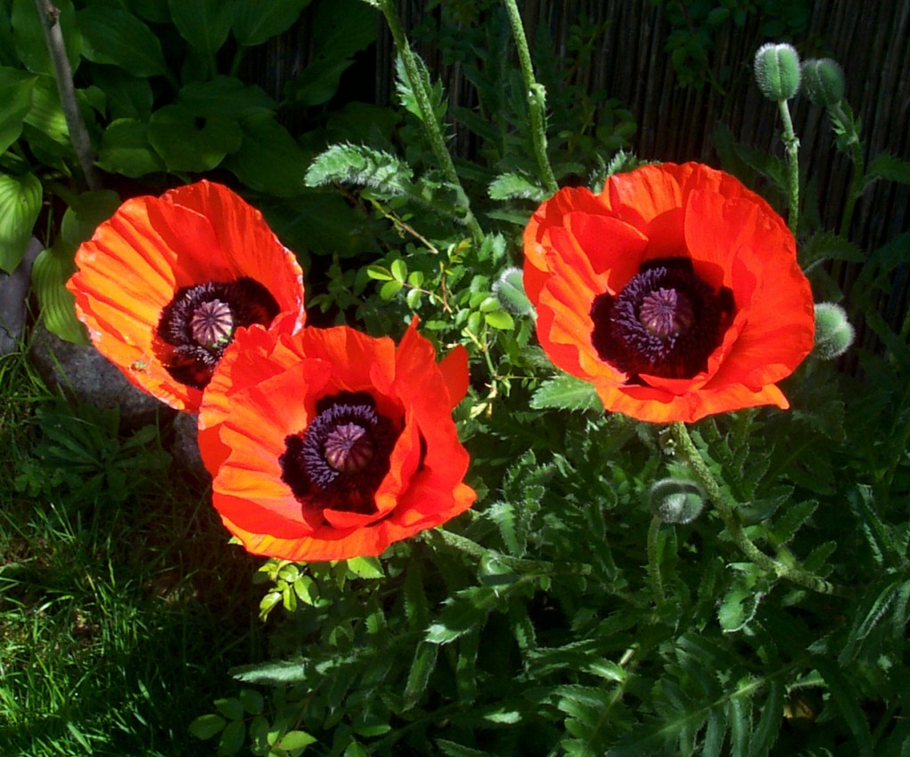 Mohnblumen für Postkarte