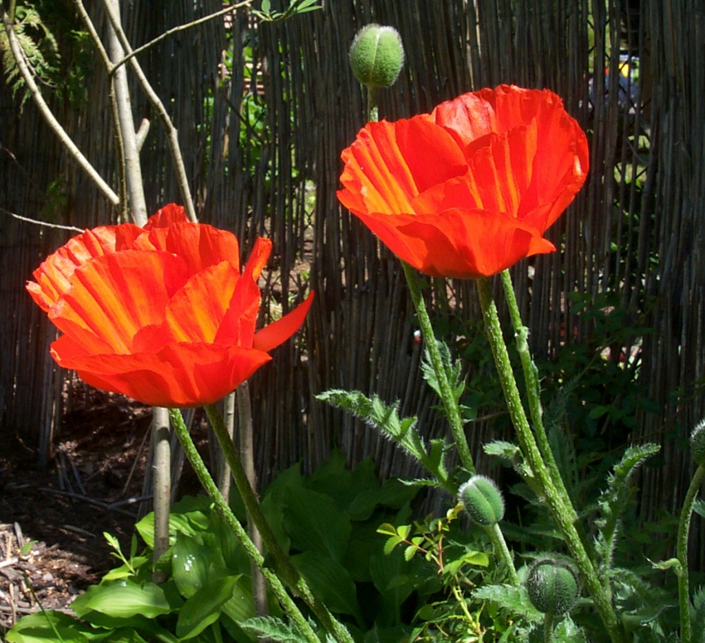 Mohnblumen