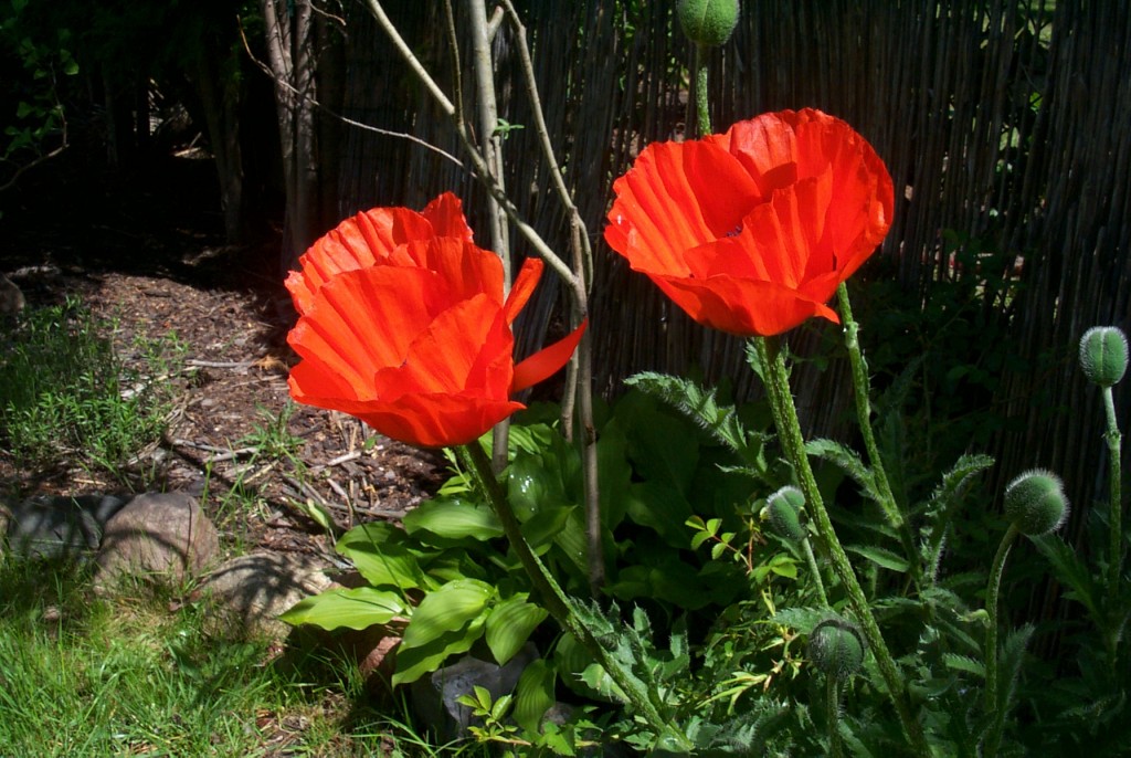 Mohnblumen