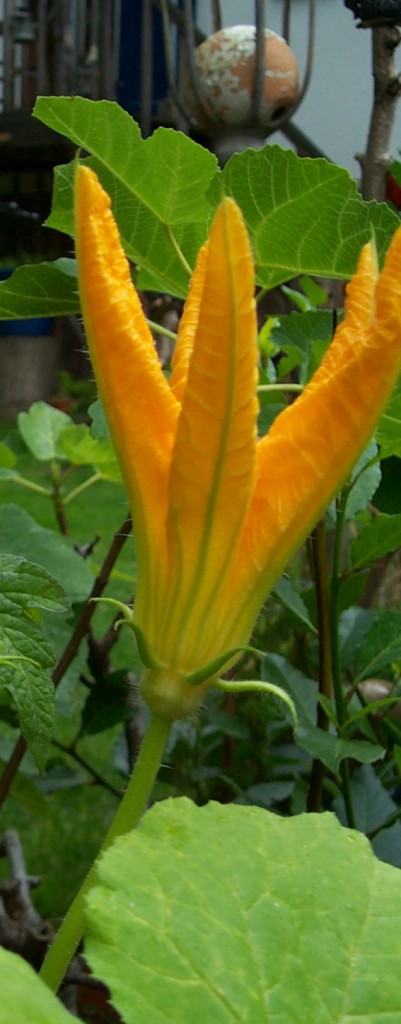 Zucchinipflanze mit Steinkugel