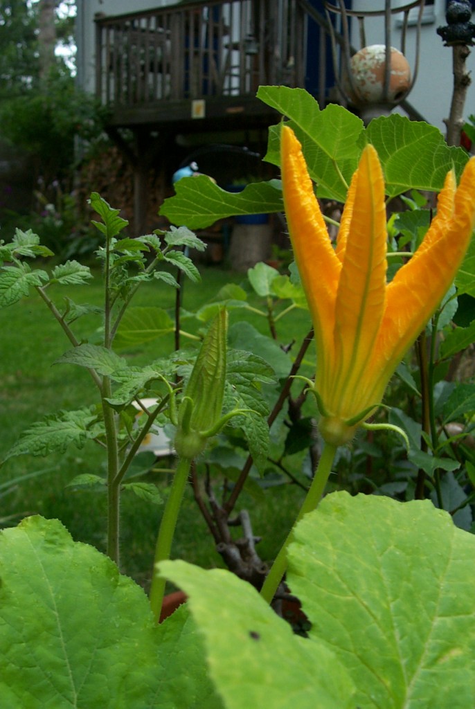 Zucchiniblüte vor Balkon