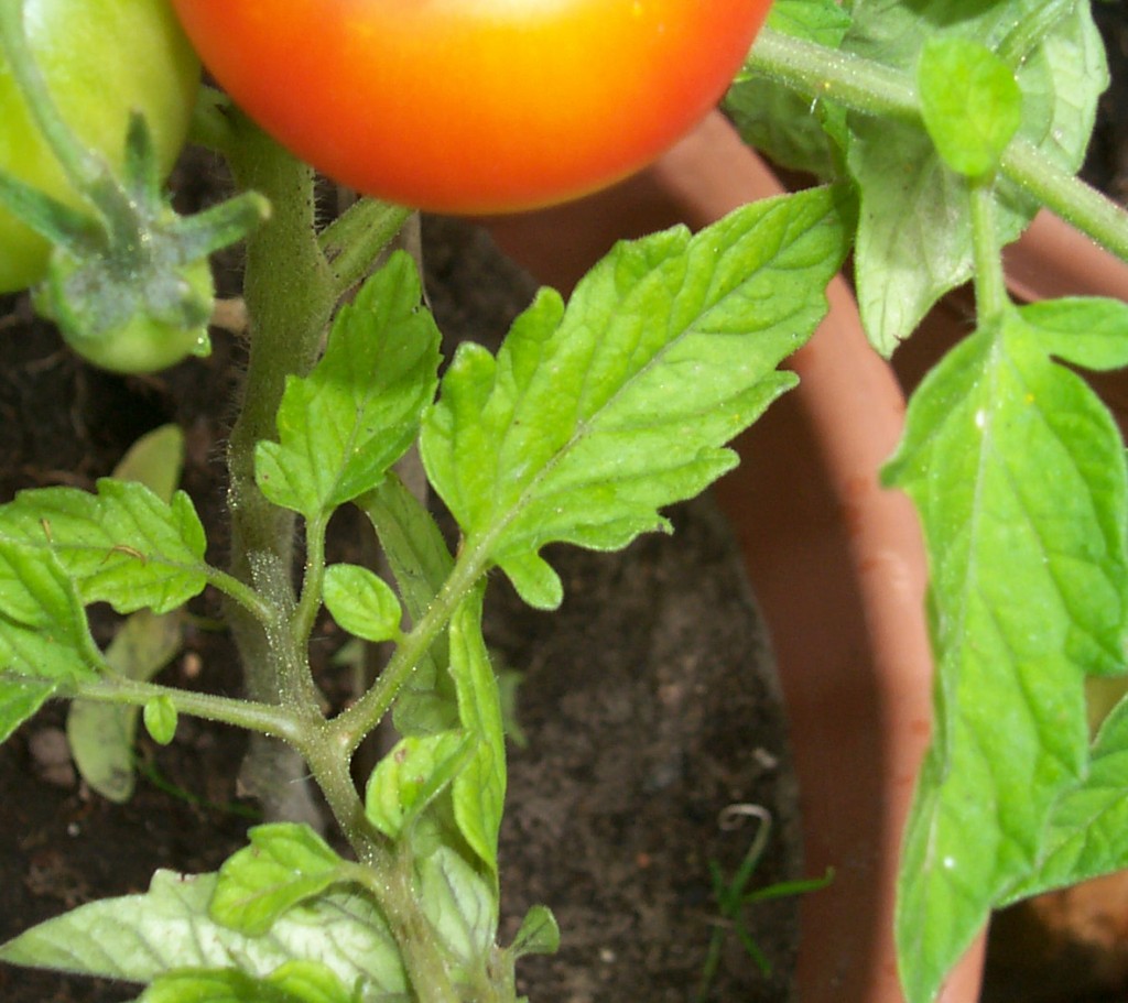 Tomate rot