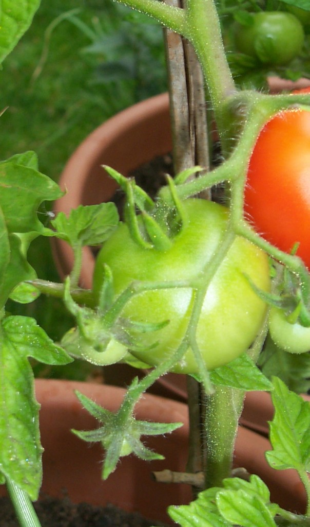 grüne Tomate