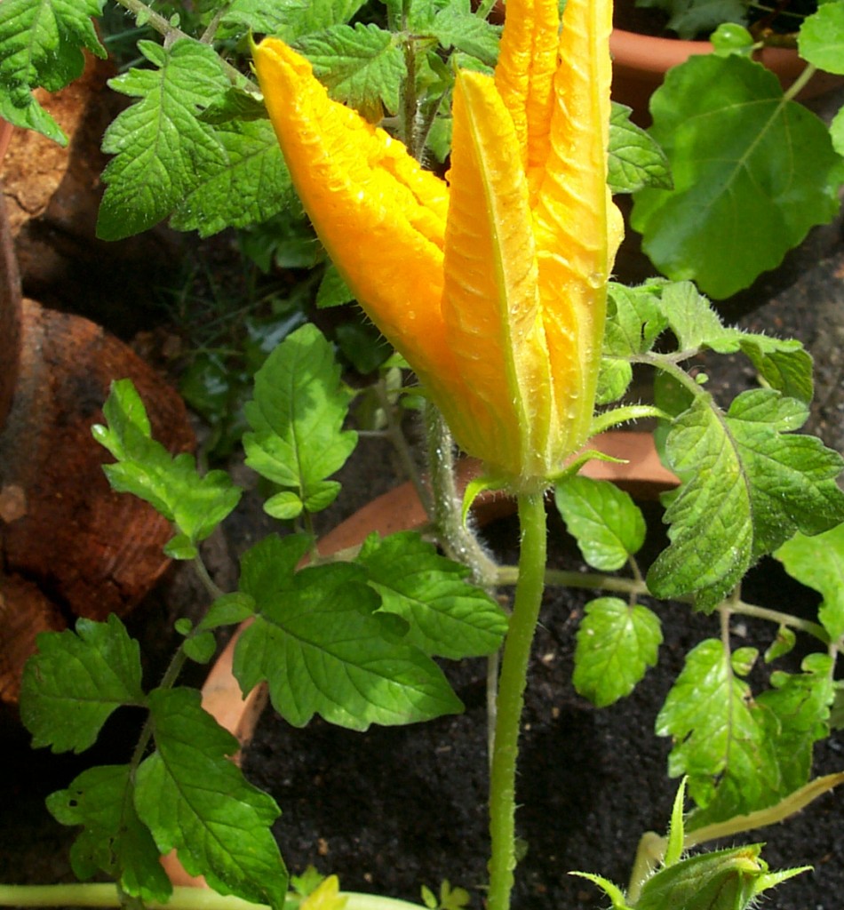 Zucchiniblüte im Topf