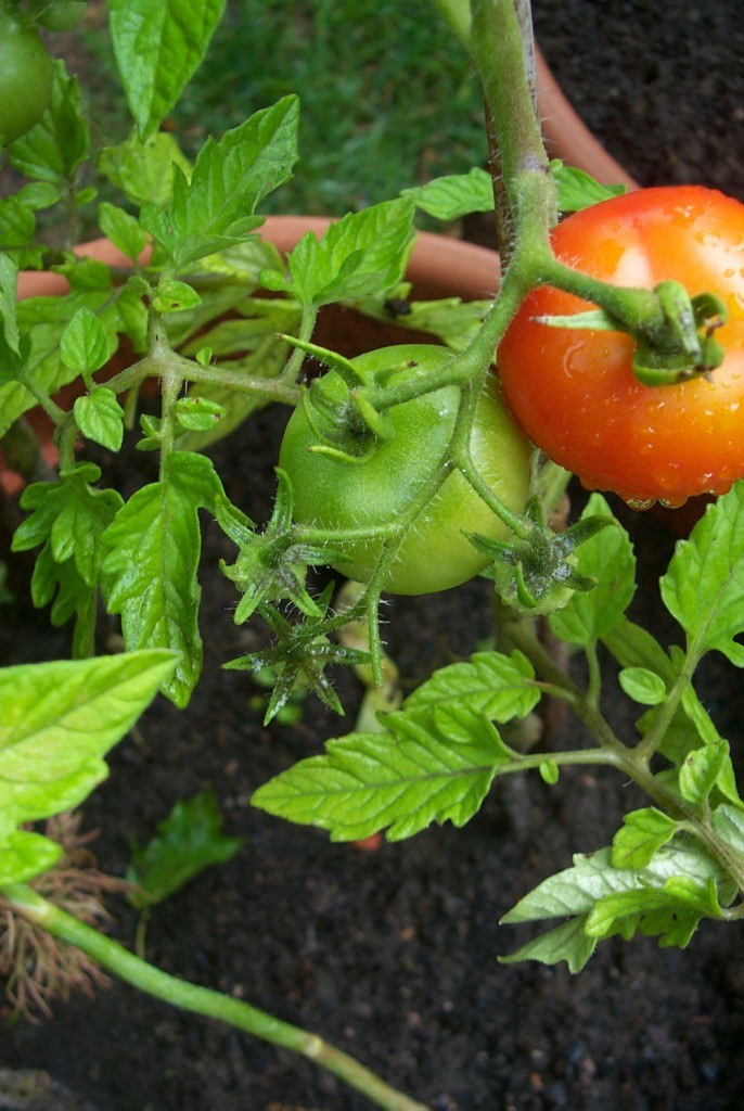 Tomaten rot und grün