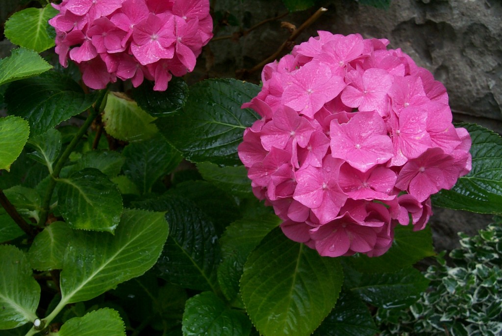 Hortensienblüte rosa