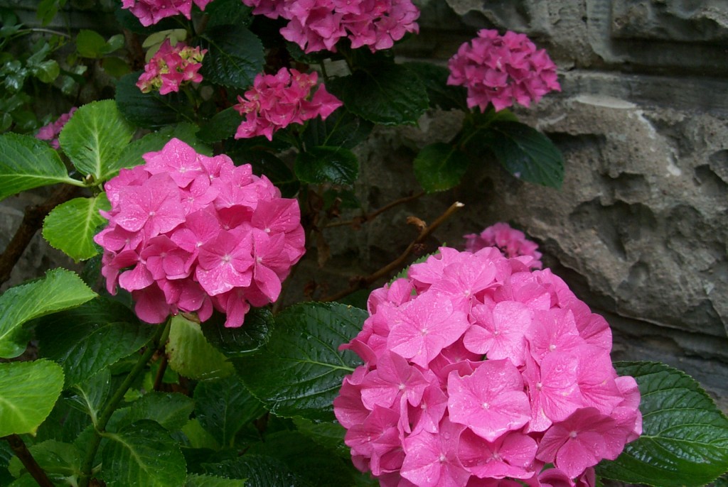rosa Hortensie vor Steinmauer
