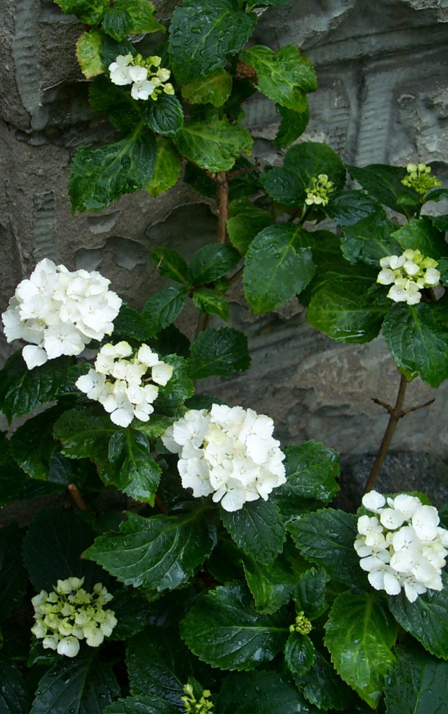 weiße Hortensie vor Mauer