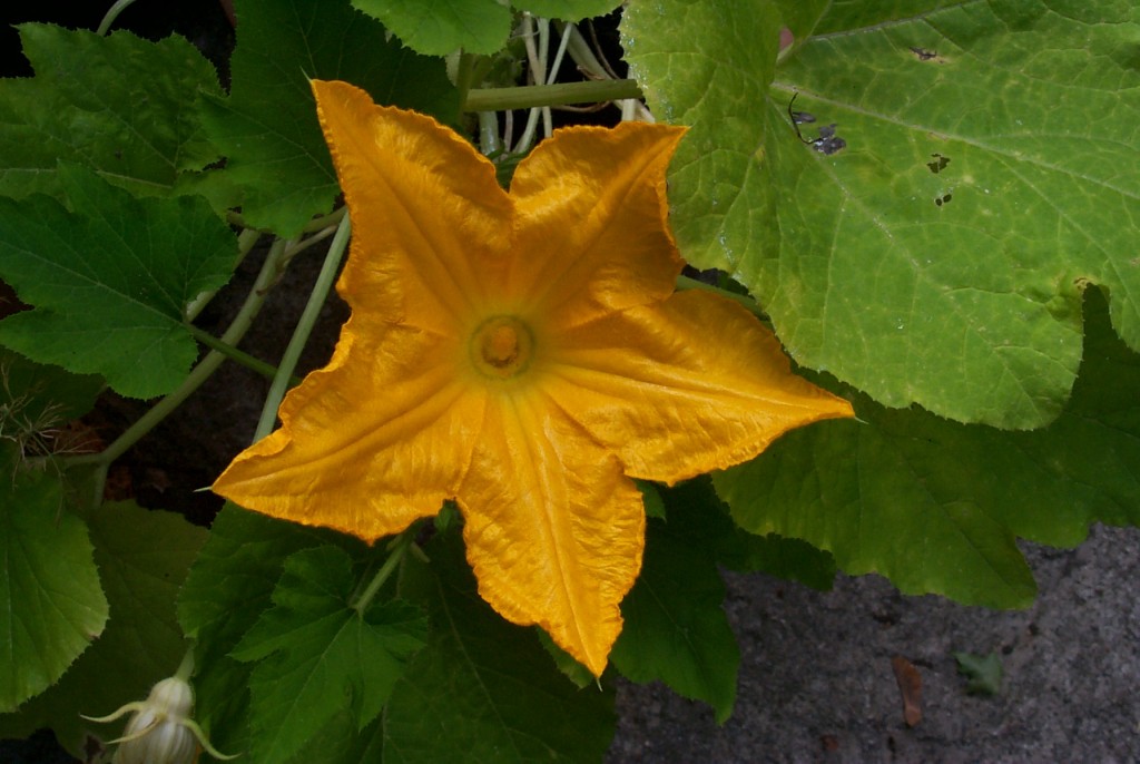 Zucchiniblüte