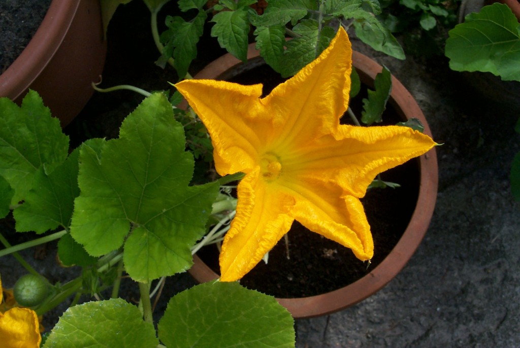 Zucchiniblüte
