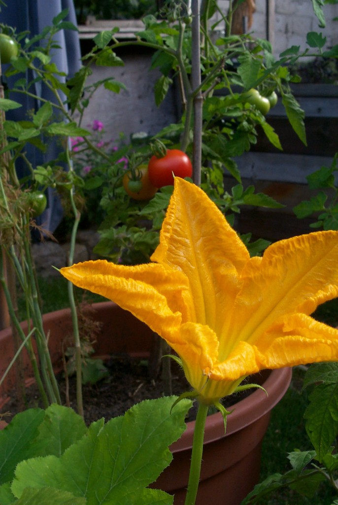Zucchini mit Tomate Ansicht 2