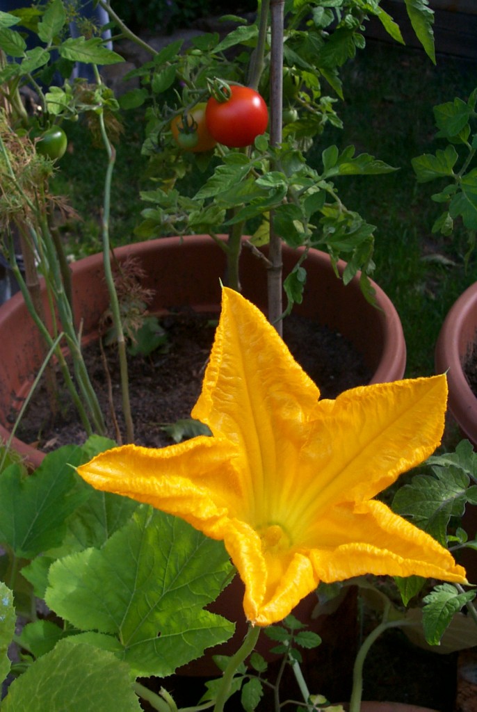 Zucchini mit Tomate