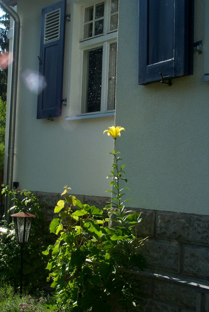 Lilie vor dem Haus