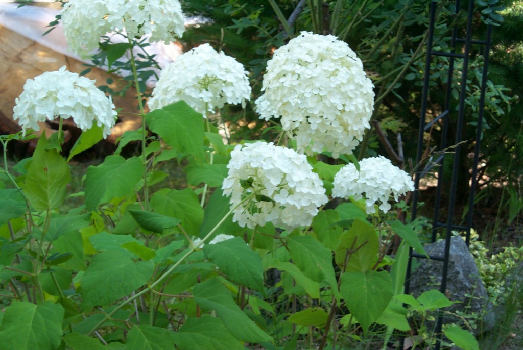 Bauernhortensie
