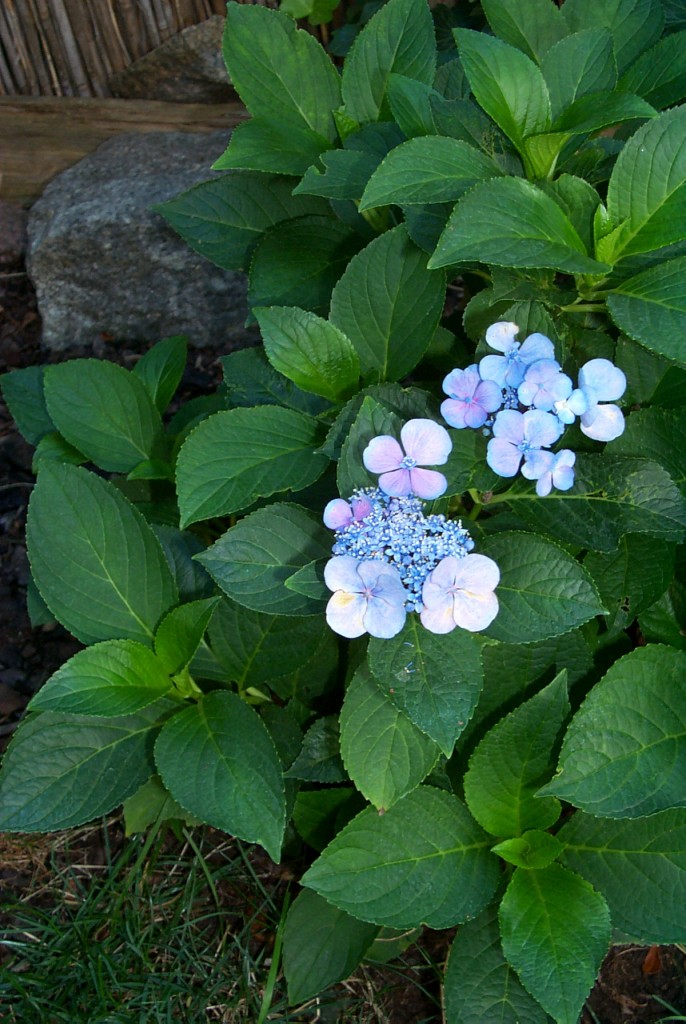 blaue Hortensie