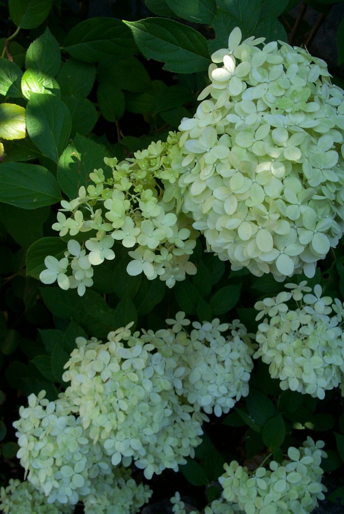 Hortensie