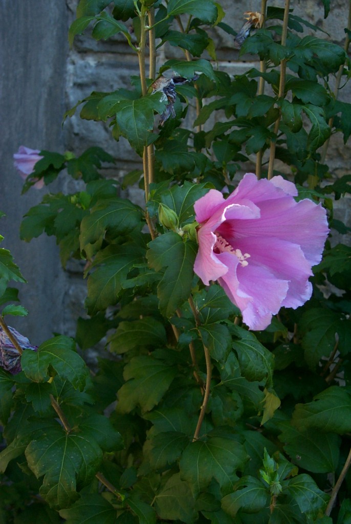 Hibiscusblüte