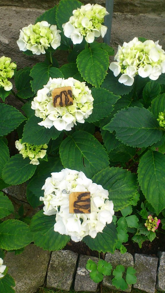 Ohrringe aus Buche, gestockt, vor Hortensie
