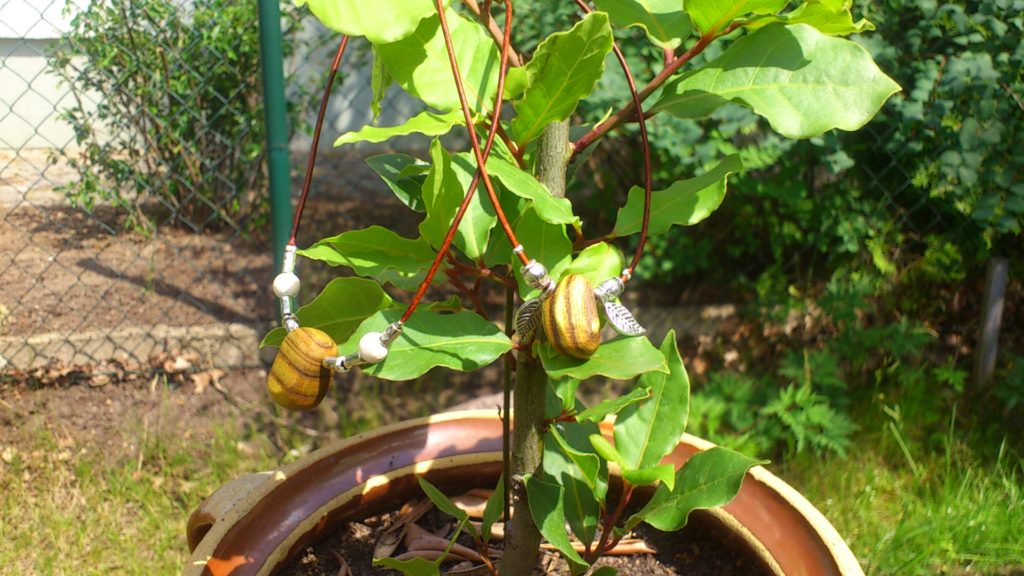 Fußkettchen Essigbaum vor Oleander