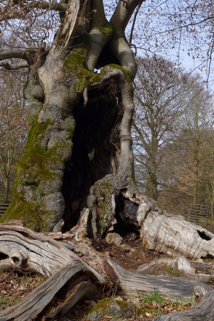 Hute-Buche in Bad Wildungen