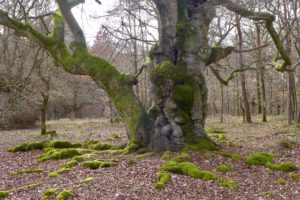 Hute-Buche in Bad Wildungen