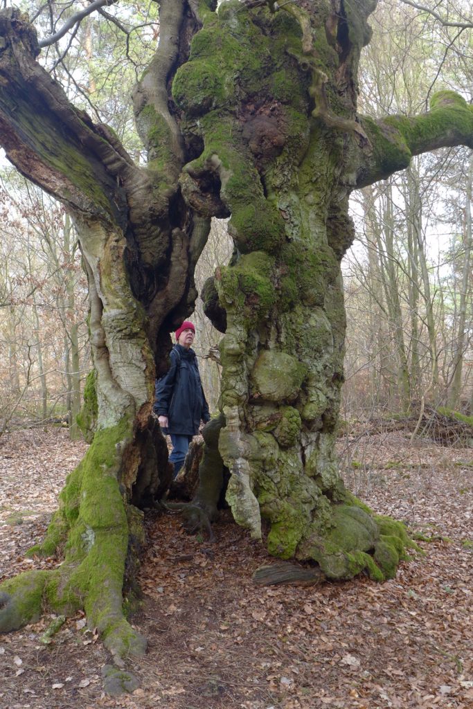 Hute-Buche in Bad Wildungen