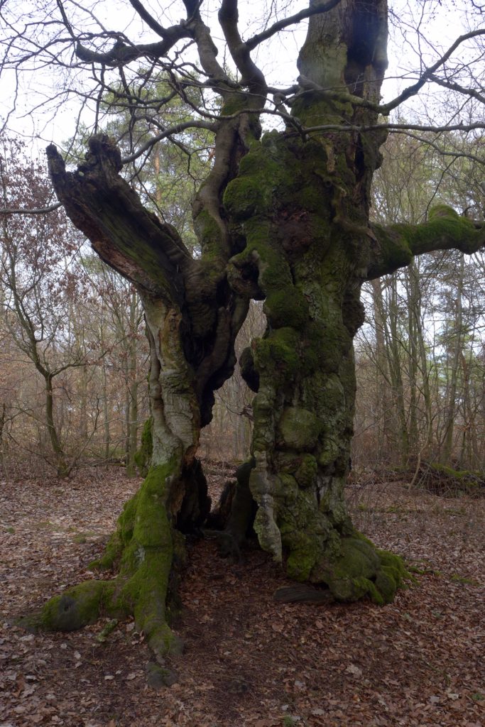 Hute-Buche in Bad Wildungen