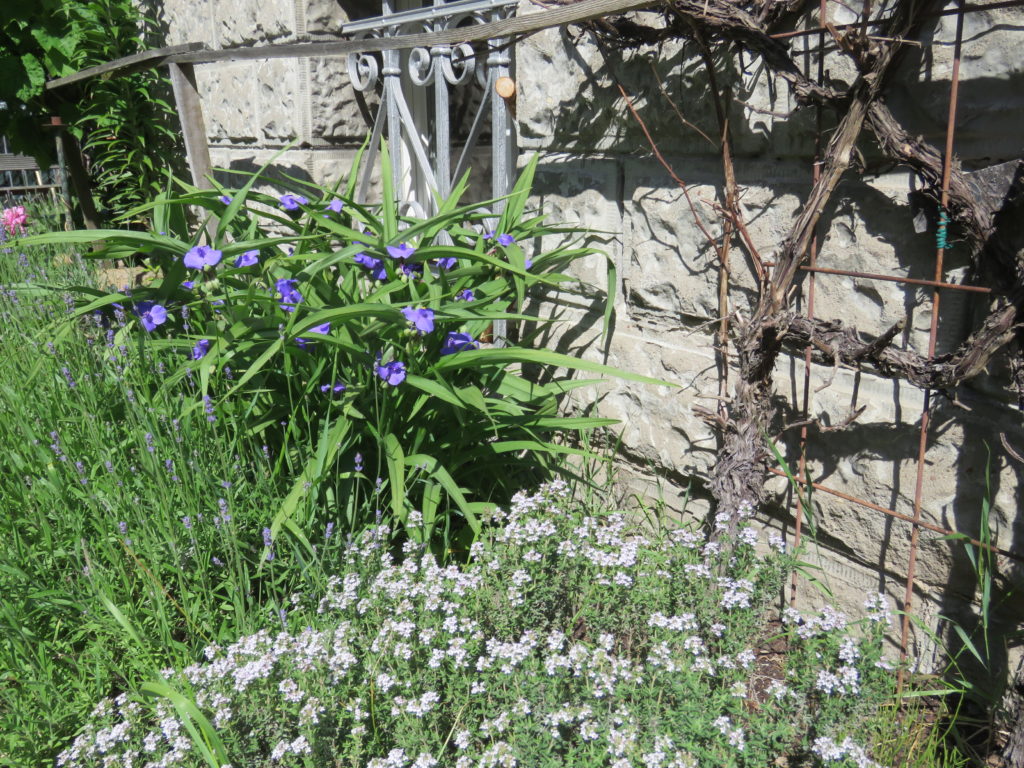 Dreimasterblume