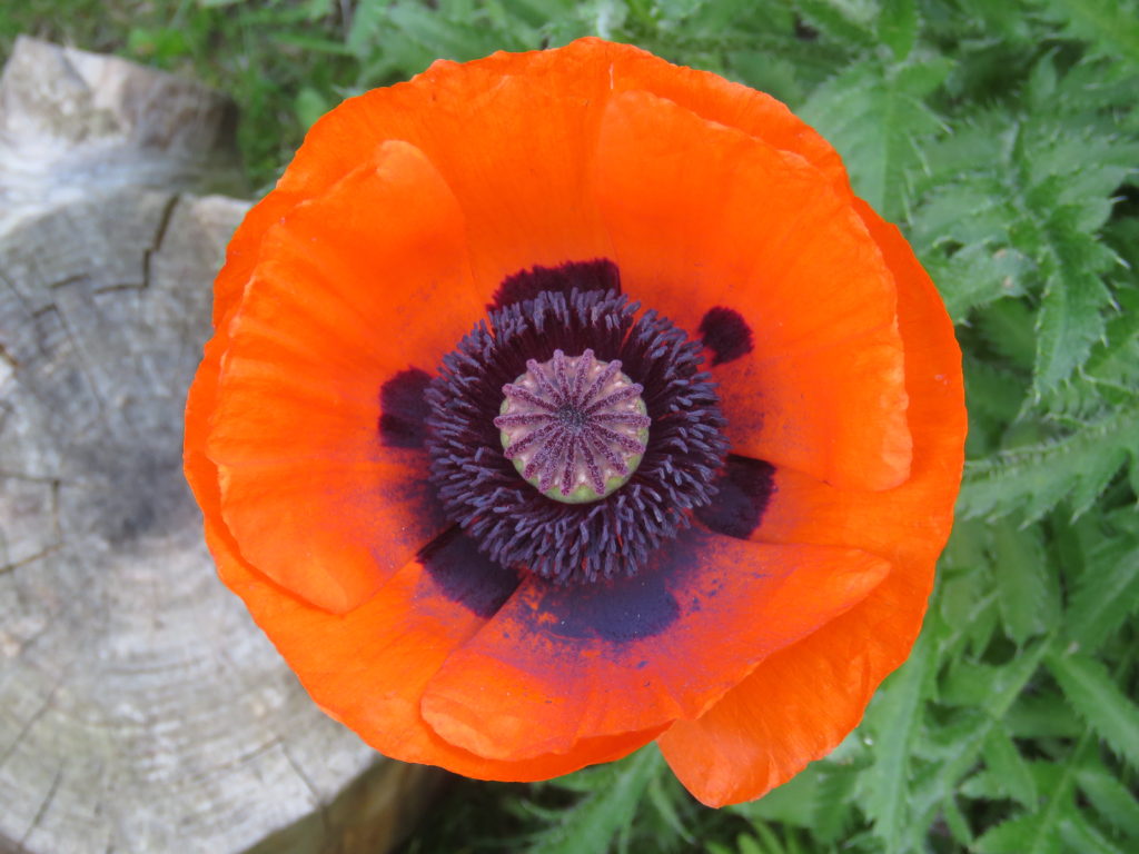 Mohn