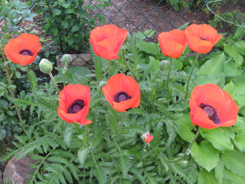 Mohn