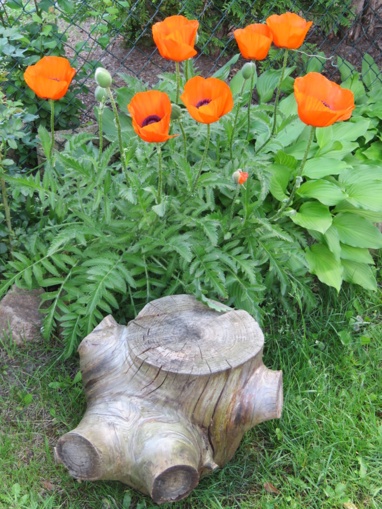 Mohn