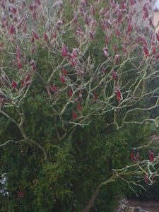 Essigbaum