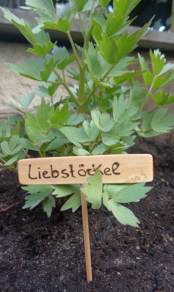 Kräuterstecker für Liebstöckel