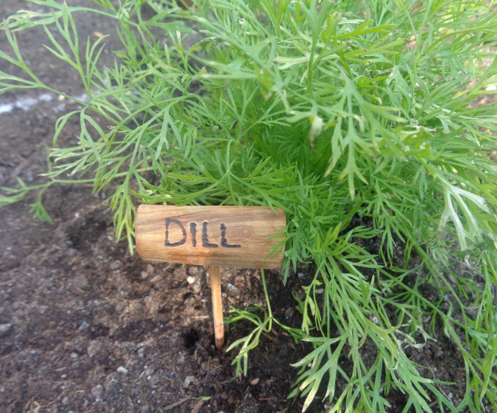 Beetstecker "Dill" aus Kirschholz