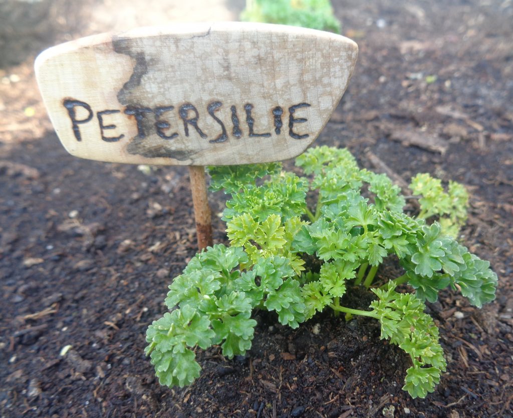 Beetstecker "Petersilie"