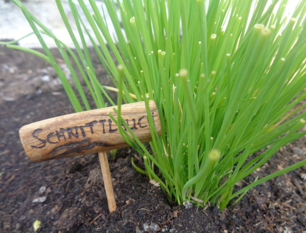 Beetstecker "Schnittlauch" aus Eiche