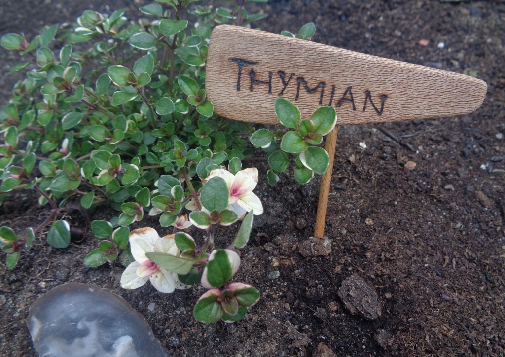 Beetstecker "Thymian" aus Platane